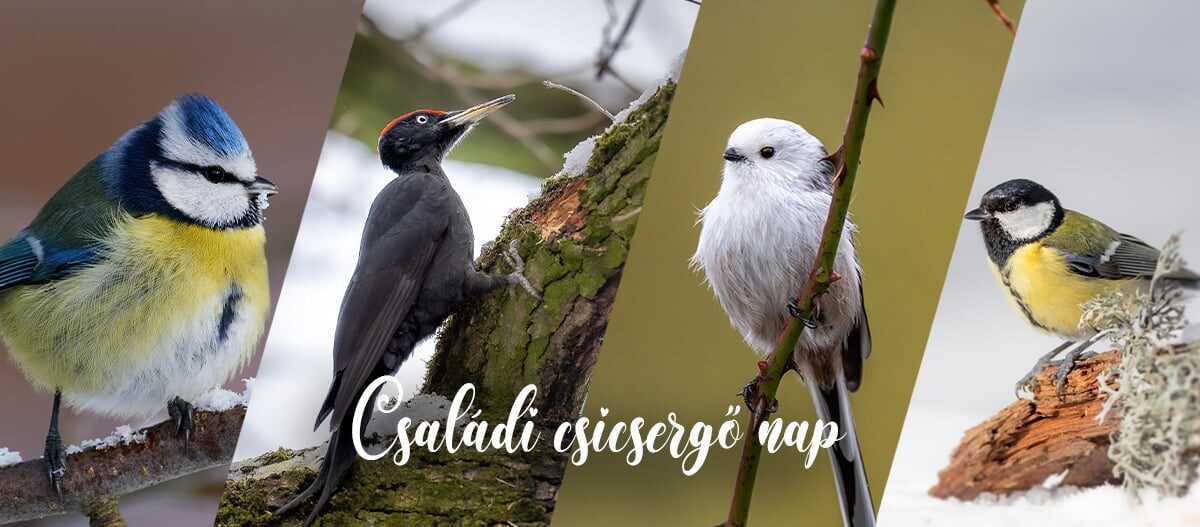 Családi csicsergő