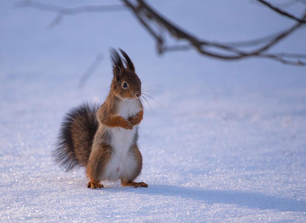 Hétvégi tudomány: Mókusok nyomában