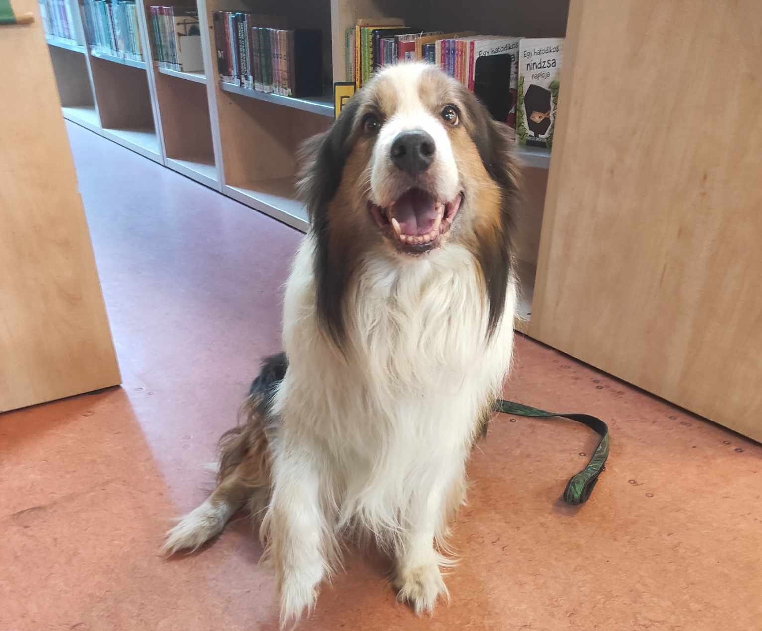 Családi Állatasszisztált Mesekuckó